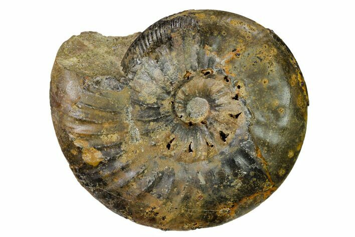 Iron Replaced Ammonite Fossil - Boulemane, Morocco #164478